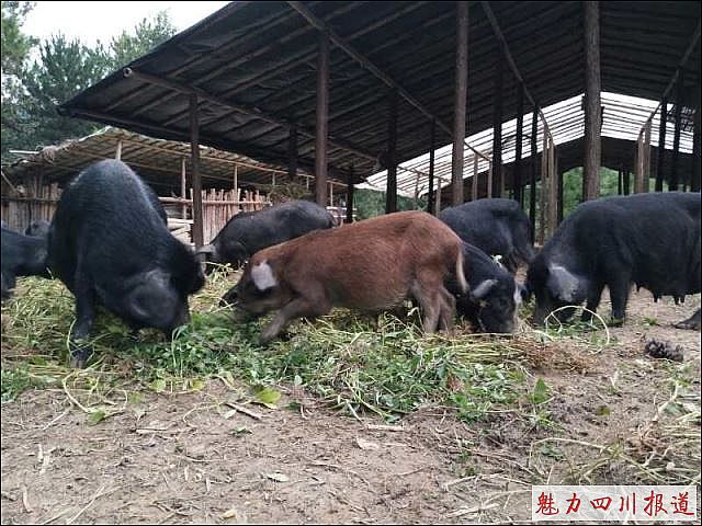 点击新窗口打开